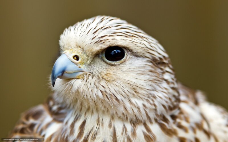 Close-up of a Falcon — Brown, Intense
