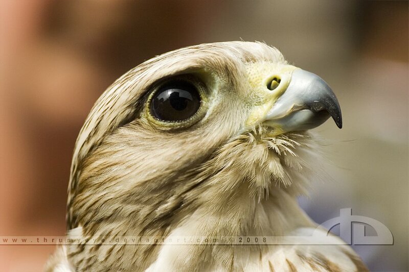 Close-up of a Falcon — Brown