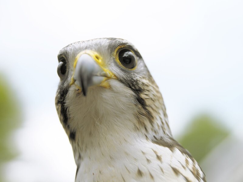 close-up of a falcon's head