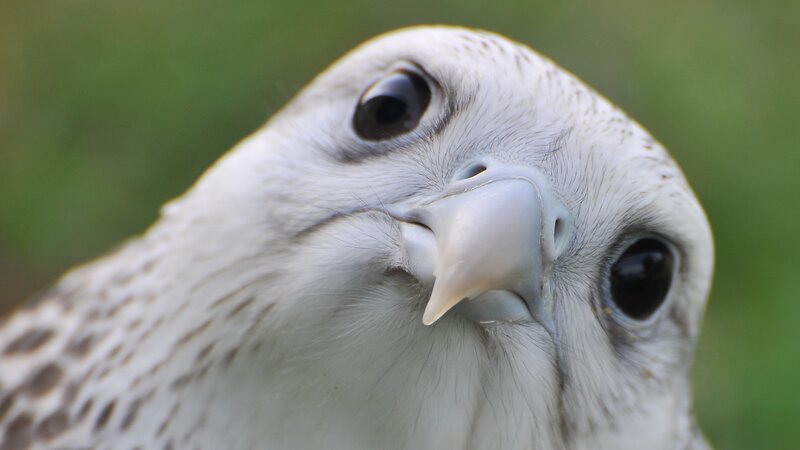 close-up of a falcon's head
