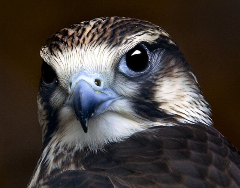 close-up of a falcon's head