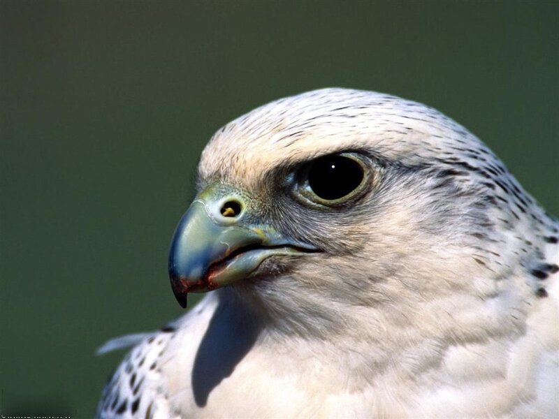 close-up of a falcon's head