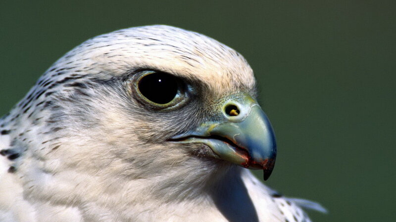 close-up of a falcon's head