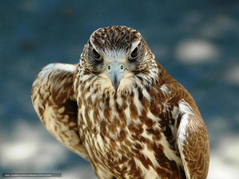 close-up of a falcon