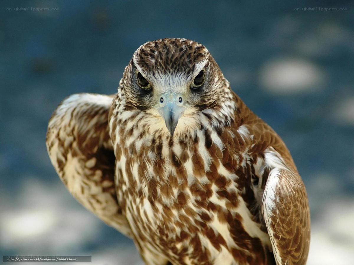 close-up of a falcon