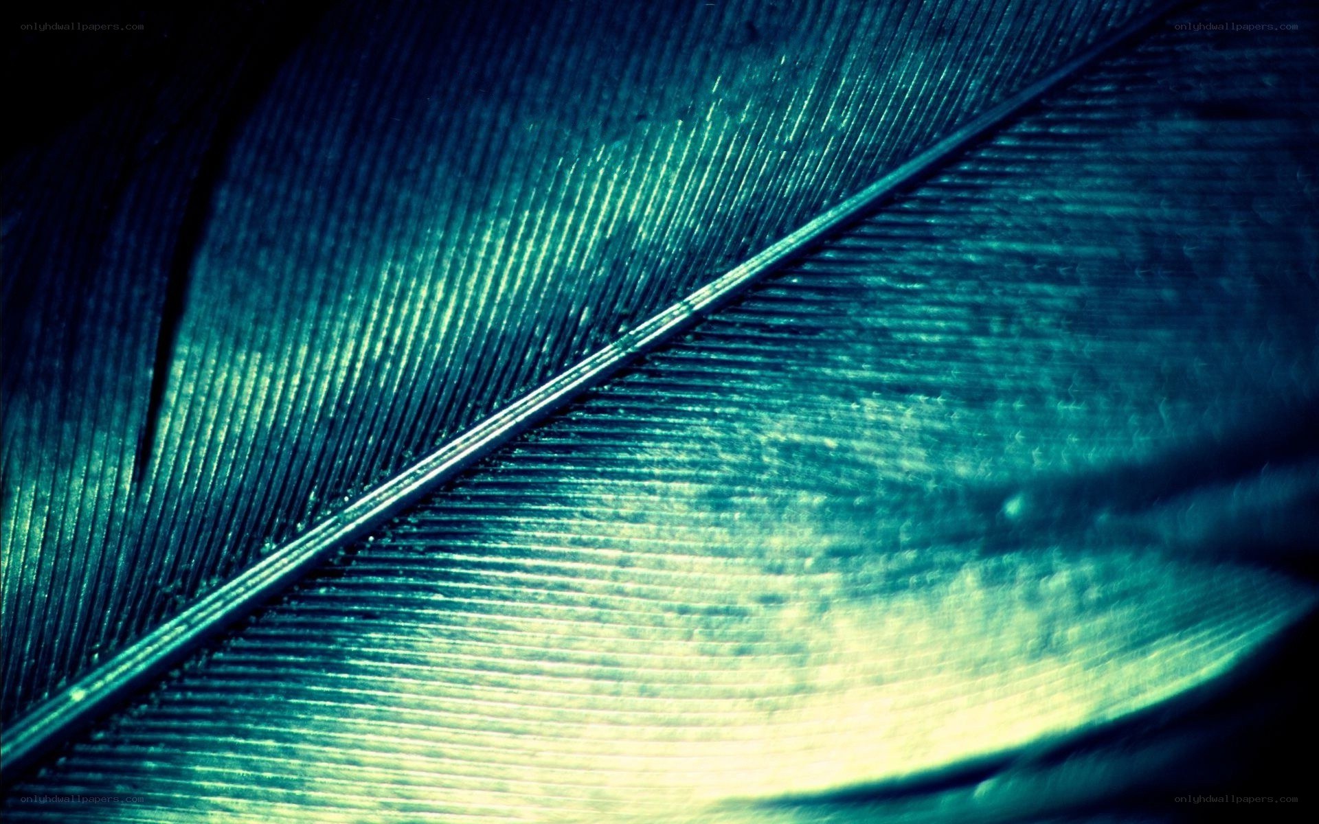Close-up of a feather