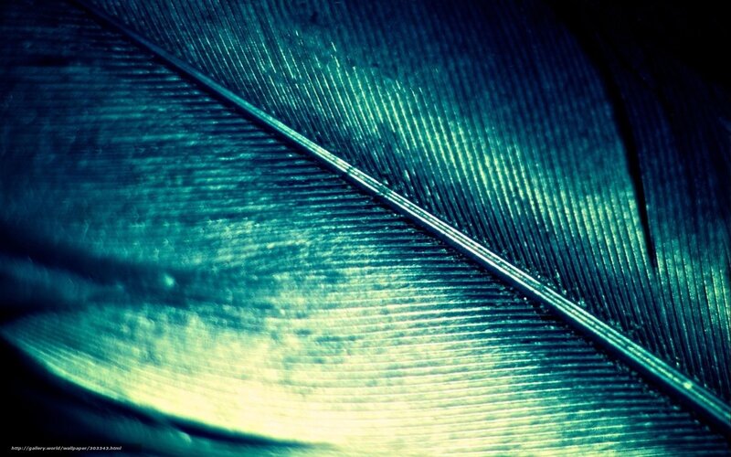 Close-up of a Feather — Blue, Dramatic