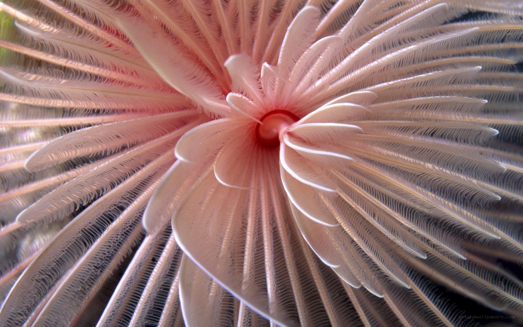 Close-up of a feather duster worm