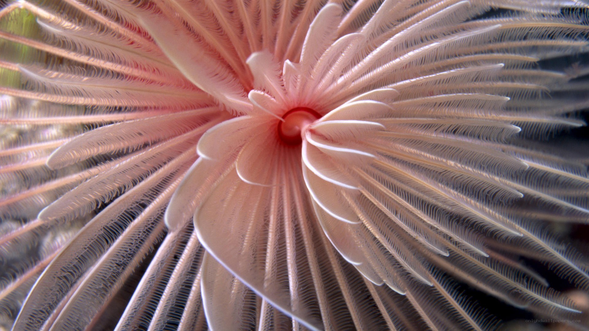 close-up of a feather duster worm