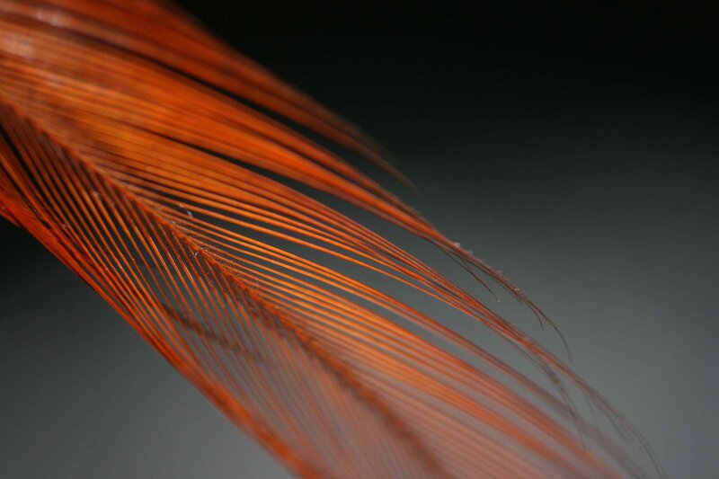Close-up of a Feather — Orange