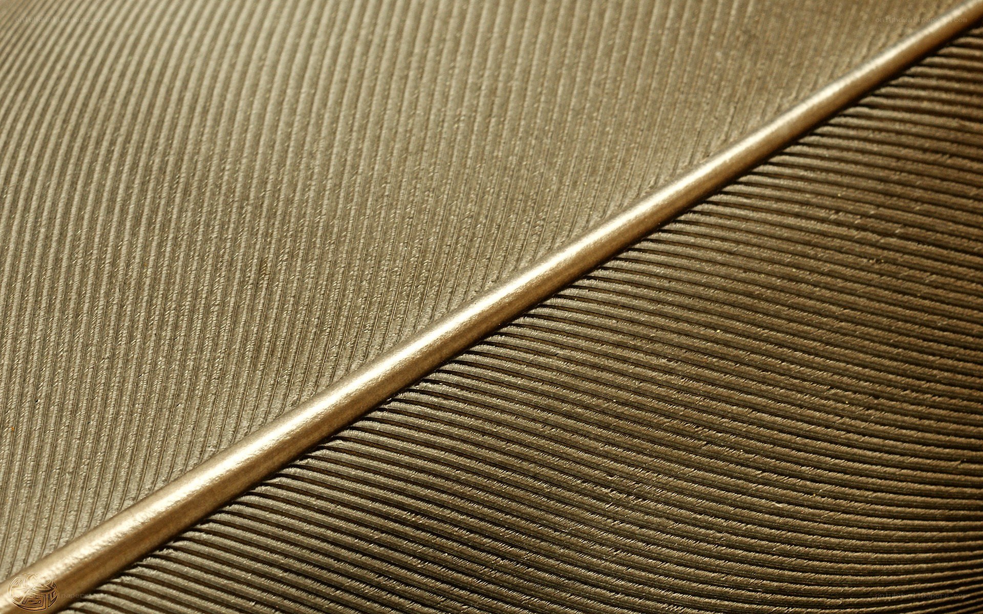 Close-up of a feather texture