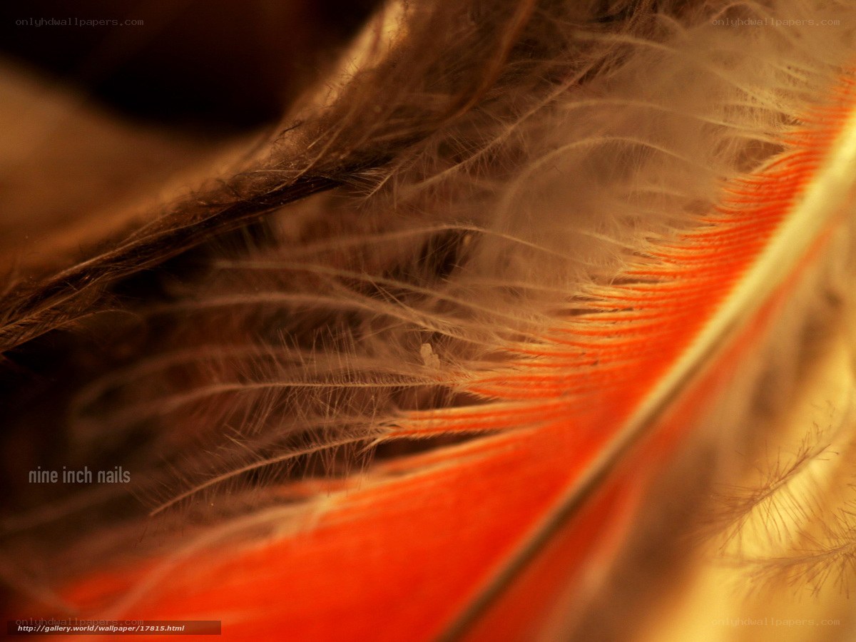 Close-up of a feather