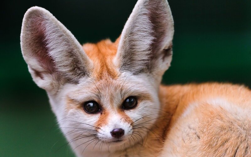 Close-up of a fennec fox