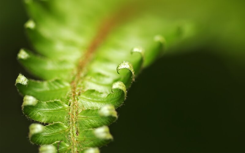 Close-up of a Fern Frond — Green, Natural