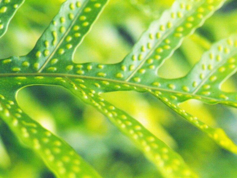 close-up of a fern leaf