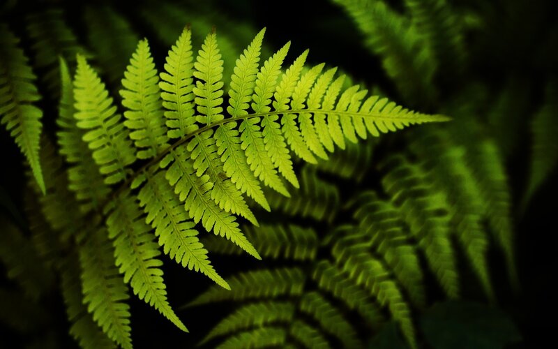 Close-up of a fern leaf