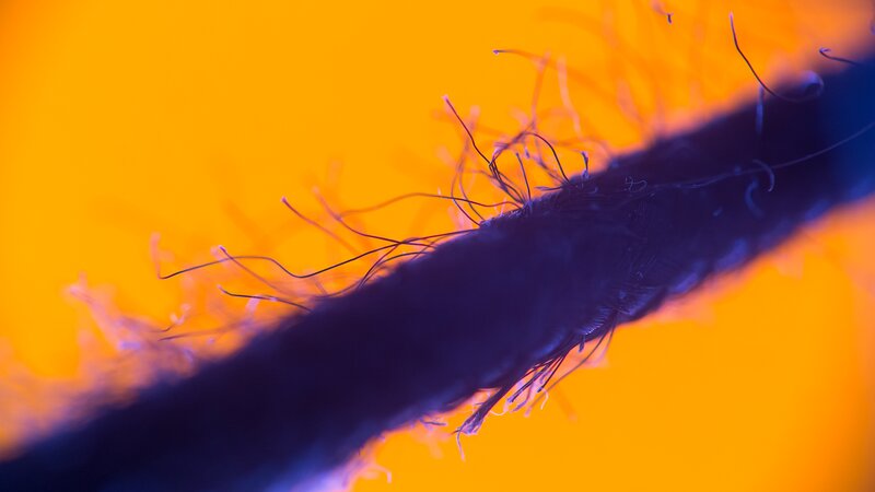 Close-up of a Fiber — Orange