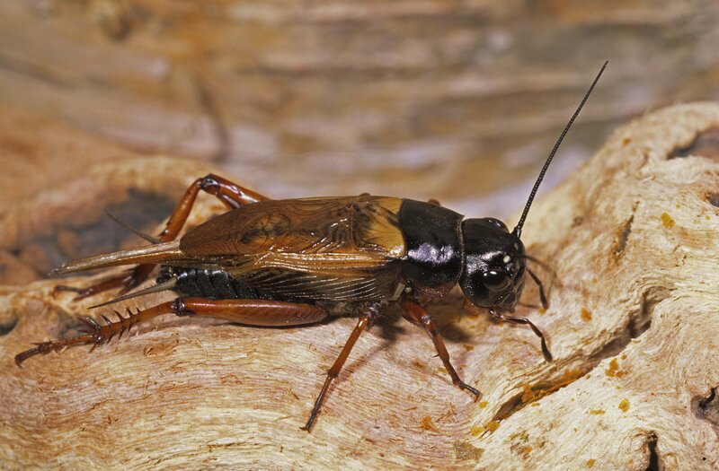 close-up of a field cricket