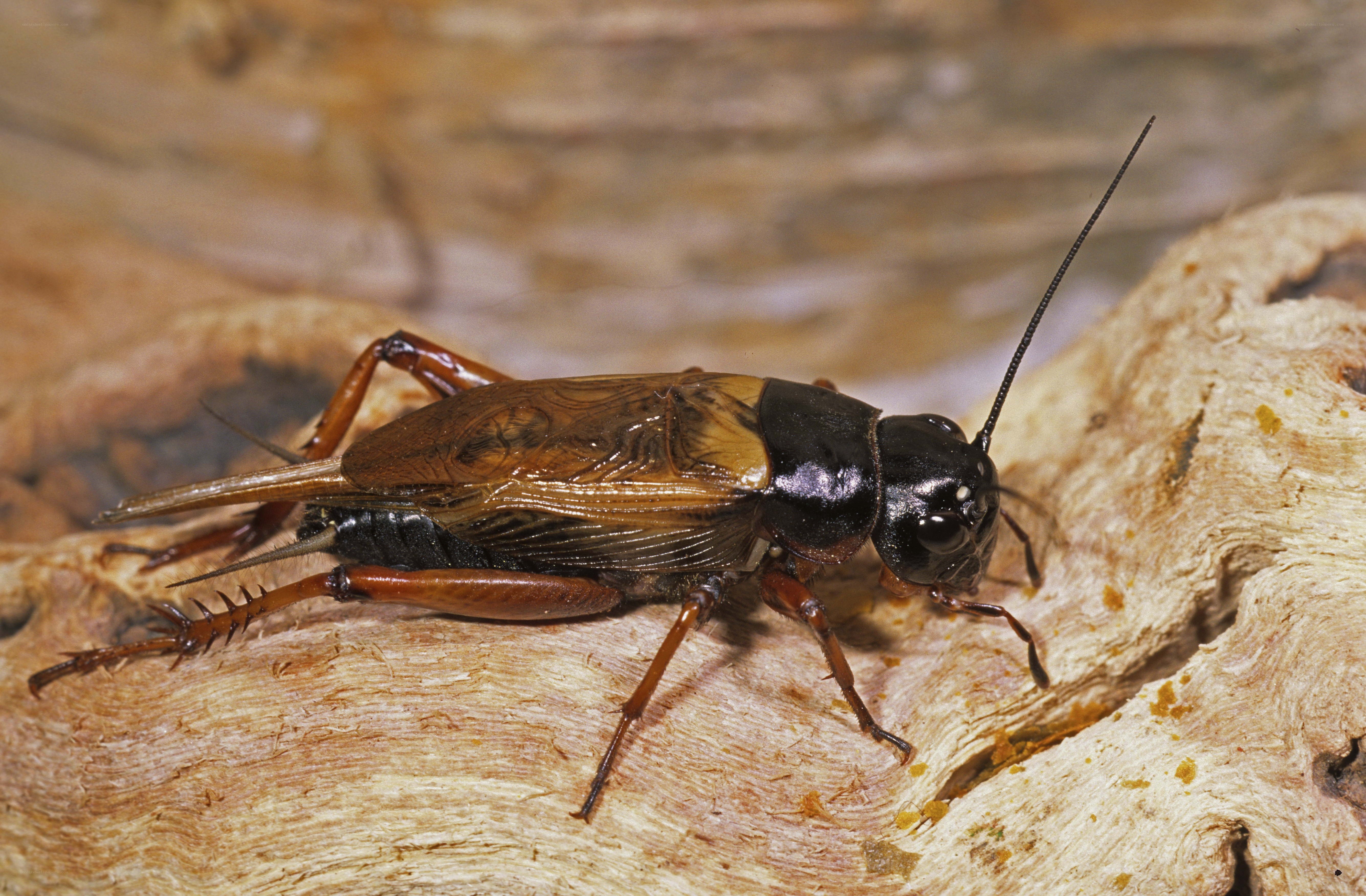 close-up of a field cricket