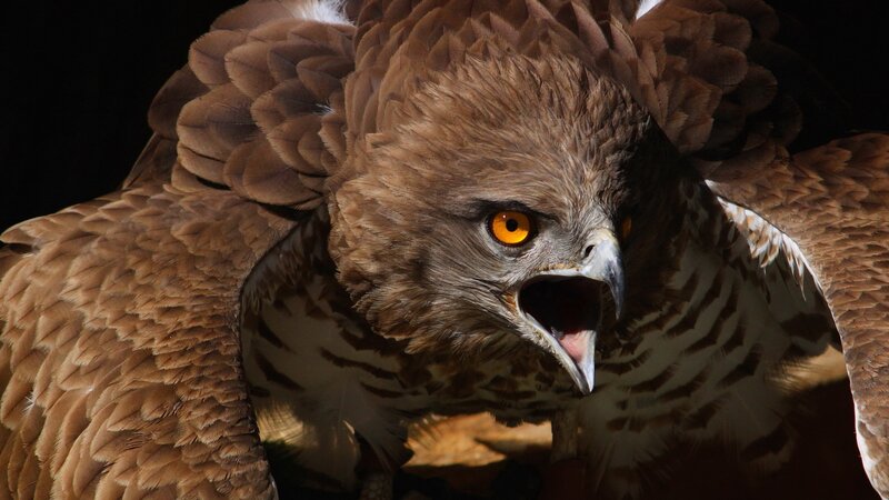 Close-up of a fierce bird