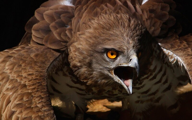 close-up of a fierce eagle