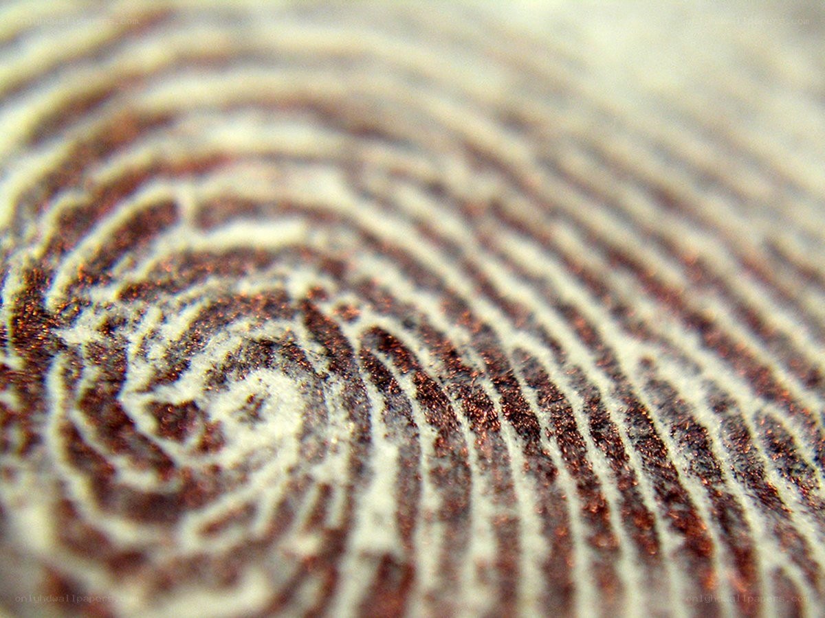 Close-up of a fingerprint pattern