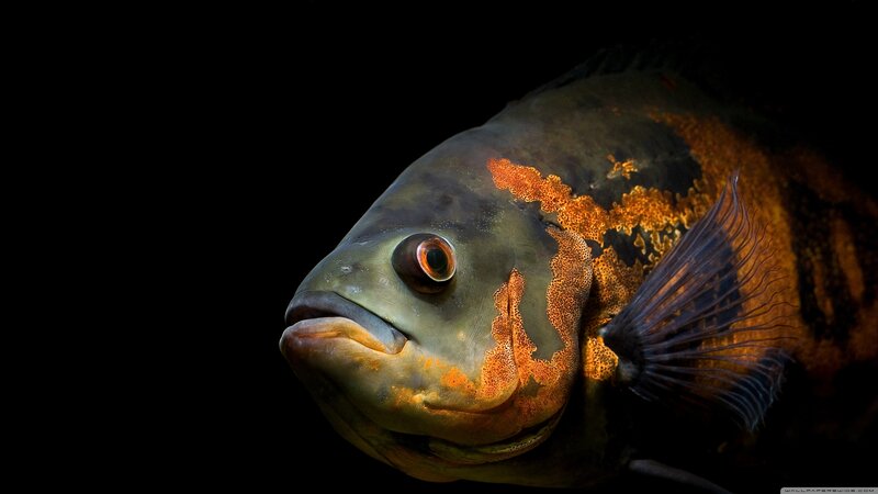 Close-up of a Fish — Black