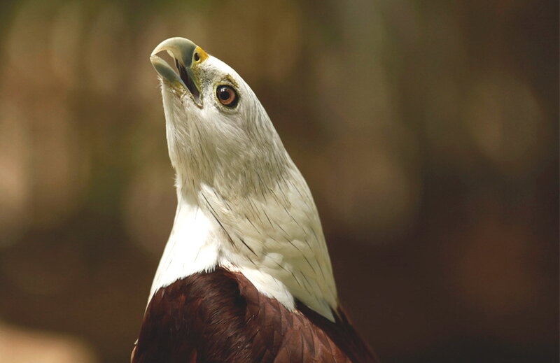 Close-up of a fish eagle