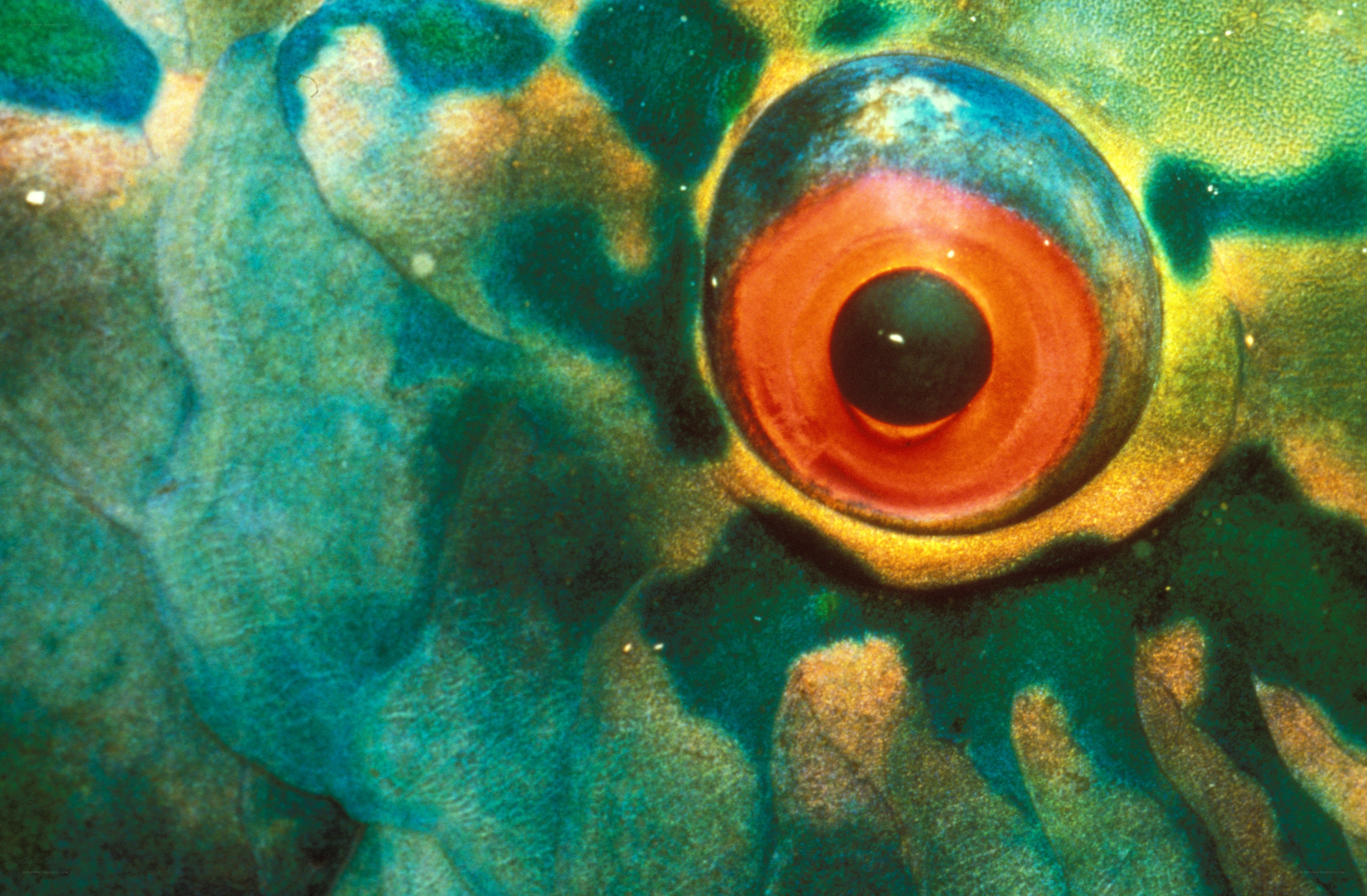 close-up of a fish eye