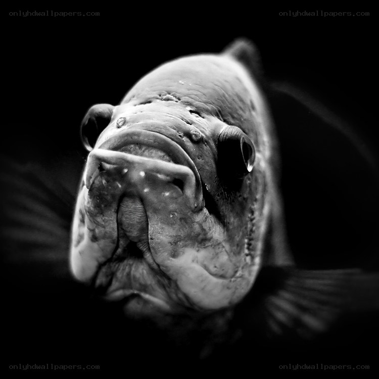 close-up of a fish face
