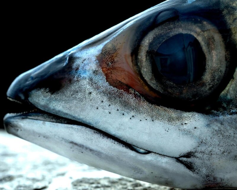Close-up of a fish head