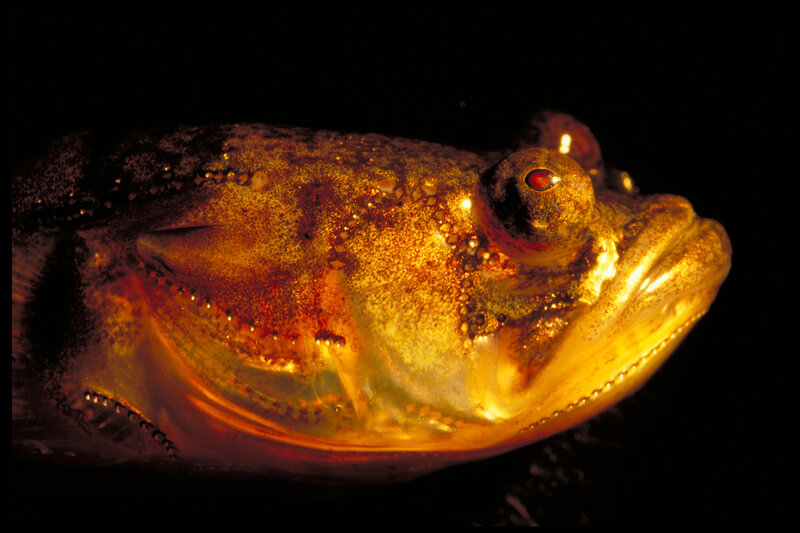 Close-up of a fish head
