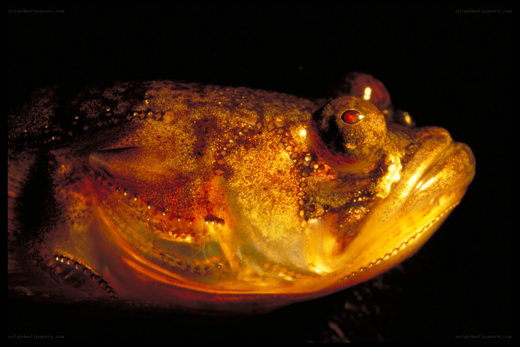 Close-up of a fish head