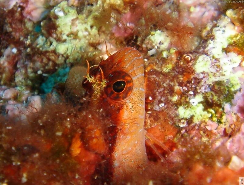 Close-up of a fish on coral