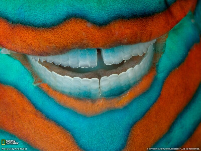 Close-up of a fish's mouth