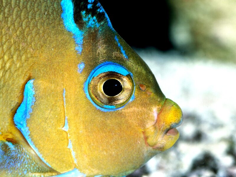 Close-up of a Fish