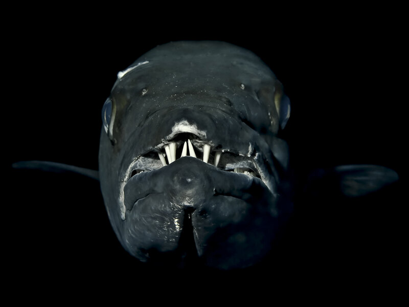 Close-up of a fish with sharp teeth