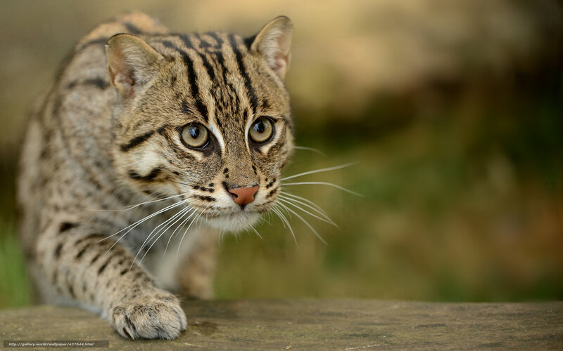 Close-up of a fishing cat