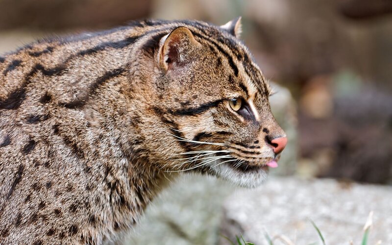 close-up of a fishing cat