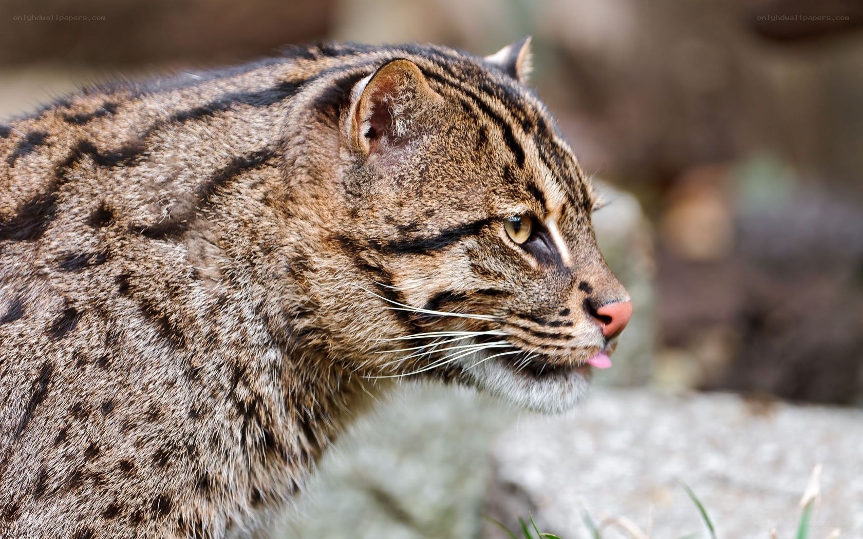 close-up of a fishing cat