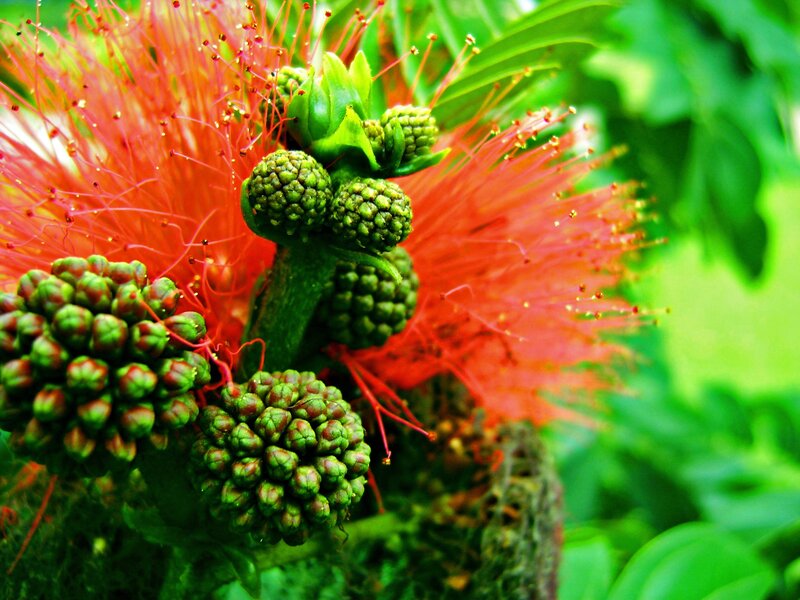 Close-up of a flame tree flower