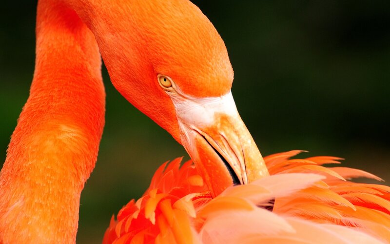 Close-up of a flamingo