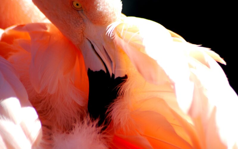 Close-up of a flamingo