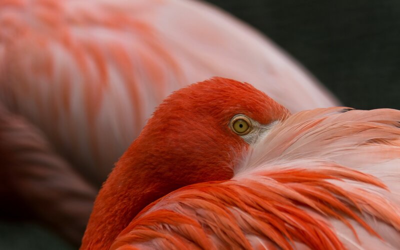 Close-up of a flamingo