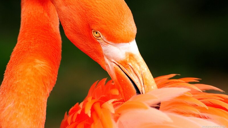 Close-up of a flamingo