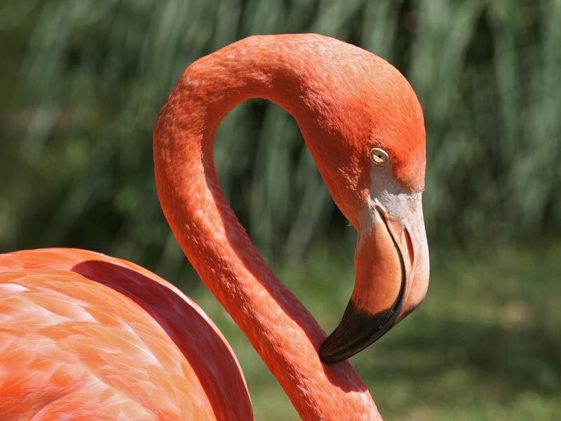 Close-up of a flamingo