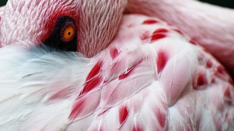 Close-up of a flamingo's eye