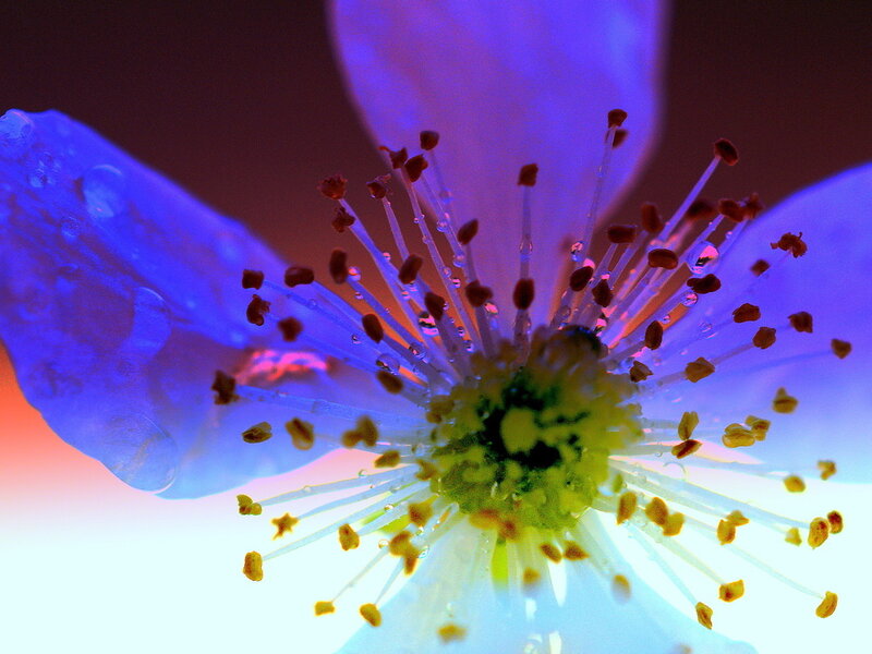 close-up of a flower