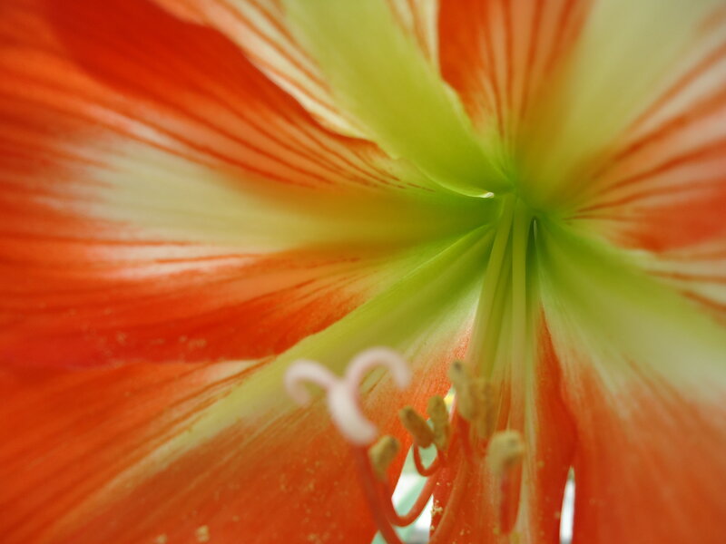 close-up of a flower