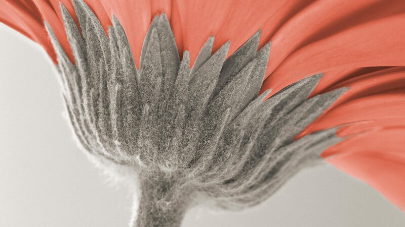 close-up of a flower